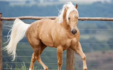 Quiz Galop 1