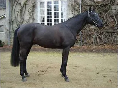 De quelle robe est ce cheval ?