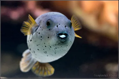 Comment s'appelle cet animal si étrange ?