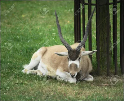 Et celui-là, qu'est-ce ?