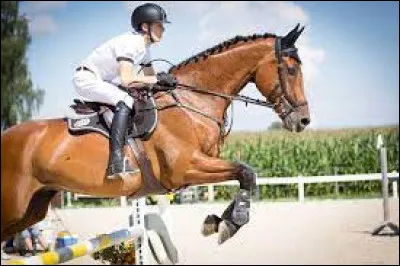 Sports et Loisirs : Combien y a-t-il de Galops en équitation ?