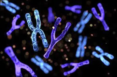 Sciences et Nature : Combien de paires de chromosomes possèdent un être humain ?