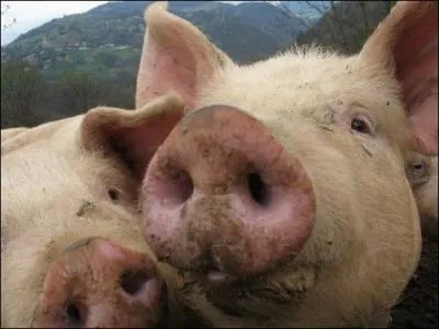 Quel est le cri du cochon ?
