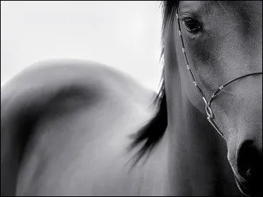 De quelle couleur est la robe d'un cheval alezan ?