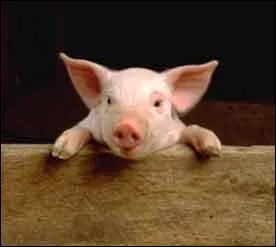 Quelle est la femelle du porc ?