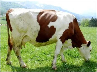 Lequel de ces mammifres fait partie des ruminants ?