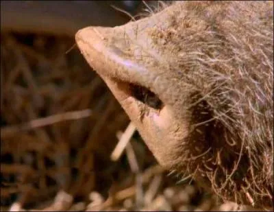 Comment s'appelle le museau d'un porc ?
