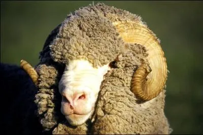 Quel mouton peut-on parfois, dans une expression populaire, laisser pisser ?