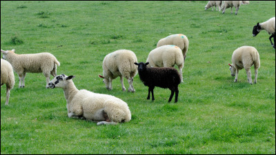 Cet animal est un...