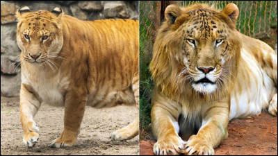 Quelle est la différence entre un ligre et un tigron ?