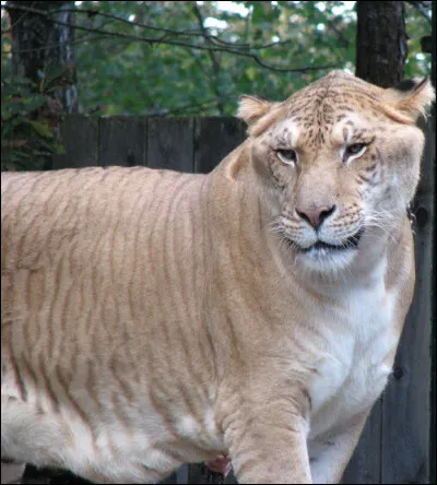 Le ligre peut mesurer plus 3, 50 m de long :