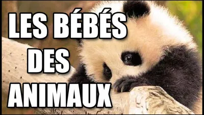 Parmi ces images, trouve le bébé ligre.