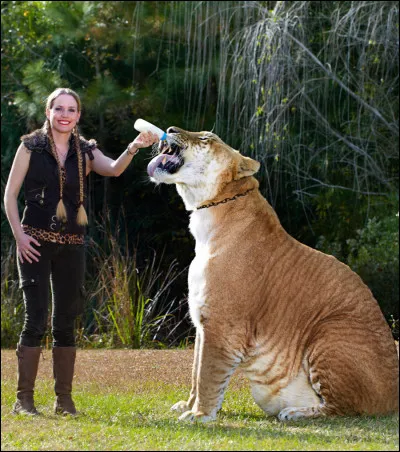 Environ combien de temps peut vivre un ligre ?