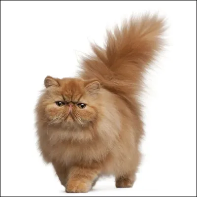 Quelle est la race de ce chat ?