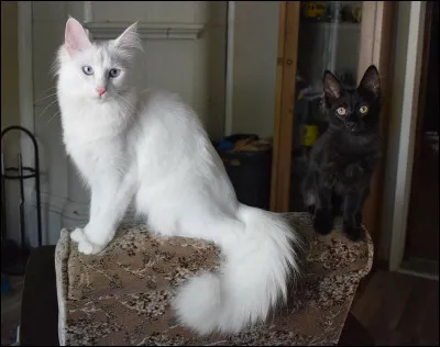 Quelle est la race de ce chat ?