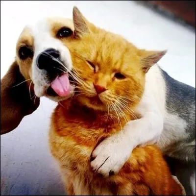 Lequel a la meilleure vision nocturne ?