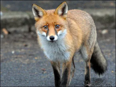 Dans la littérature, que représente le renard ?