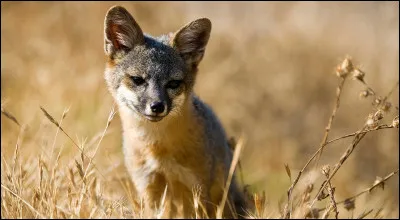 Vrai ou faux : le renard gris insulaire est en voie de disparition.