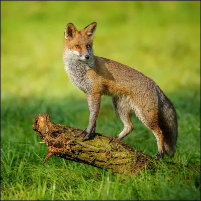 Quelle est la plus petite espèce de renard au monde ?