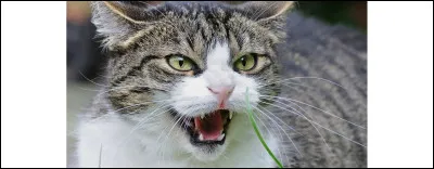 Est-ce que tu te mets en colère pour rien ?