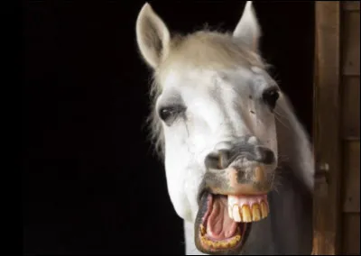 Combien de dents possède la jument ?