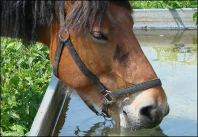 Le cheval boit 5 litres d'eau par jour.