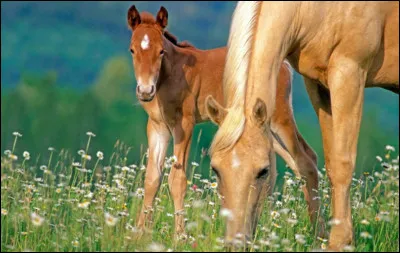 Qu'est-ce qu'une robe pie ?