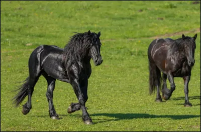 Comment reconnaître les dominants dans un pré ?
