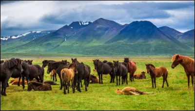 Dans un troupeau, il y a toujours un cheval qui monte la garde.