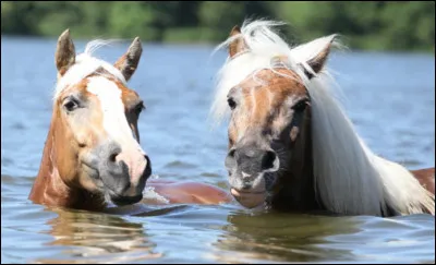 Deux chevaux qui s'entendent bien se placent tête-bêche pour se gratter mutuellement les endroits qu'ils ne peuvent pas atteindre eux-mêmes.