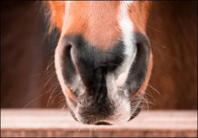 À quoi sert son odorat ?