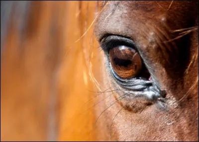 Le cheval voit-il exactement comme l'homme ?