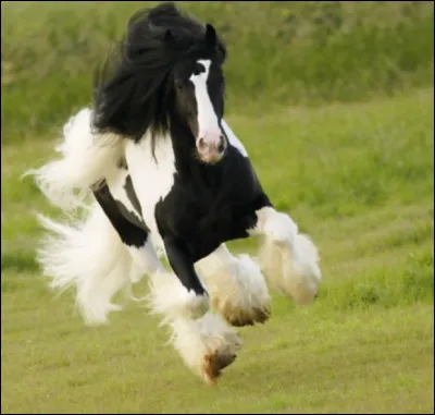 Qu'est-ce que le boulet d'un cheval ?
