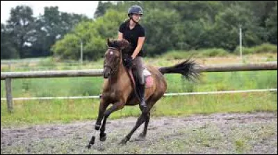 Quelles sont les allures supplémentaires d'un islandais.