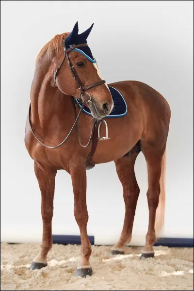 Le cheval est un...