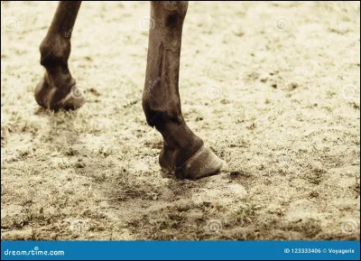 Pourquoi faut-il entretenir les sabots d'un cheval ?