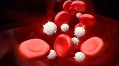 Sciences et nature : Comment appelle-t-on les globules blancs ?