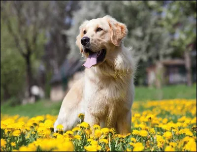 Quelle est cette race de chien ?