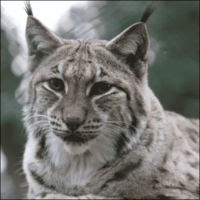 Comment s'appelle cet animal ?