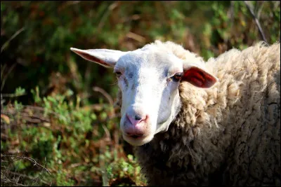 Comment s'appelle cet animal ?