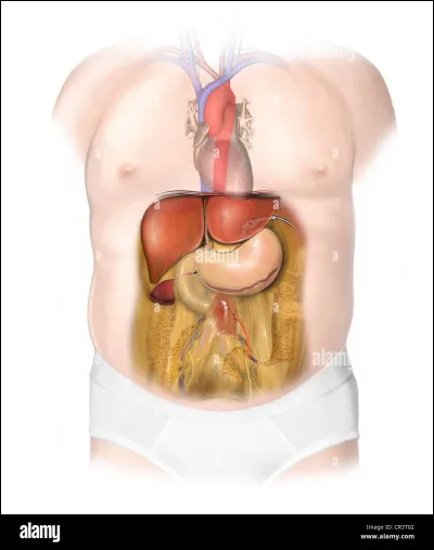 Le pancréas fabrique...