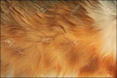 À quel animal ces poils appartiennent-ils ?