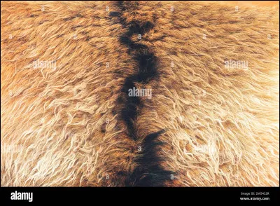 À quel animal ces poils appartiennent-ils ?