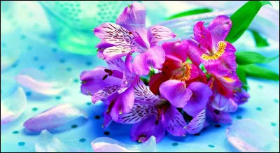 Quelle est ta fleur préférée ?