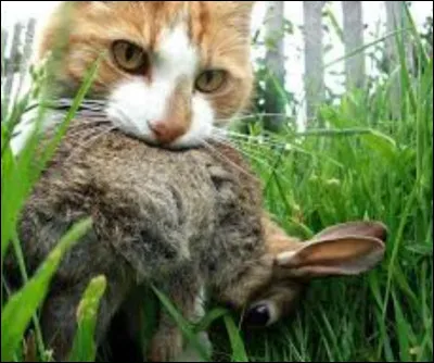 Si tu chassais une proie, ce serait laquelle ?