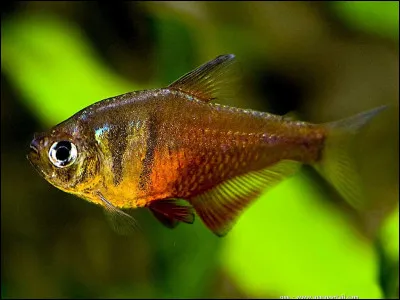 Quel est ce poisson ?