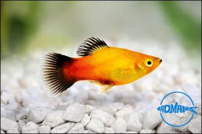 Quel est ce poisson ?