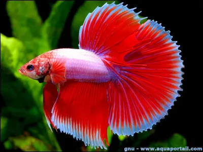 Quel est ce poisson ?