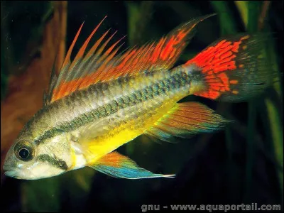 Quel est ce poisson ?