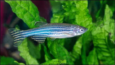 Quel est ce poisson ?